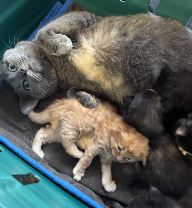 MIXED BREED KITTENS TO RESERVE 