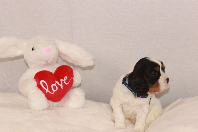 Cavalier king charles spaniel 