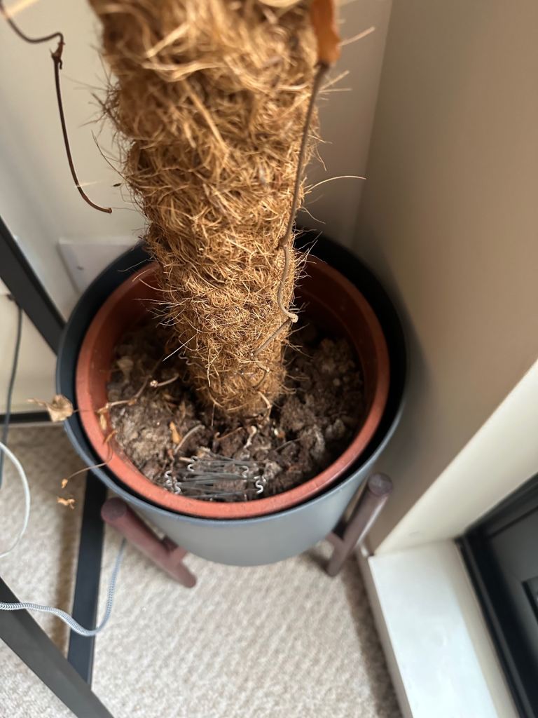 Patches Indoor Moss Plant Pole, Pot, Stand