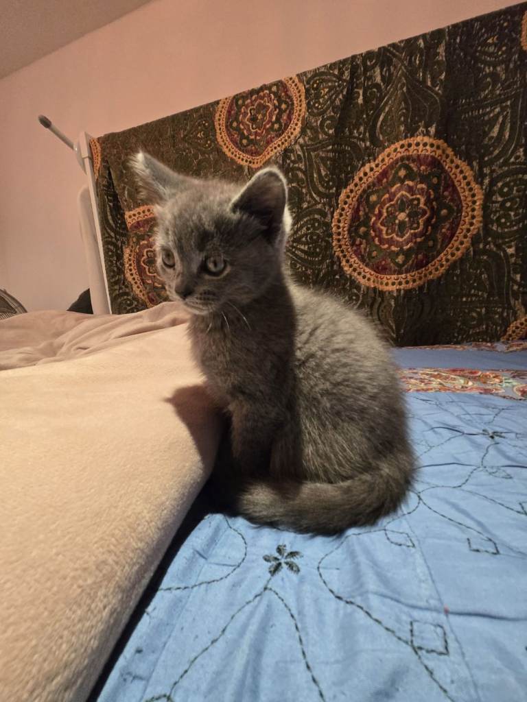 Two gorgeous female kittens one white and one grey 