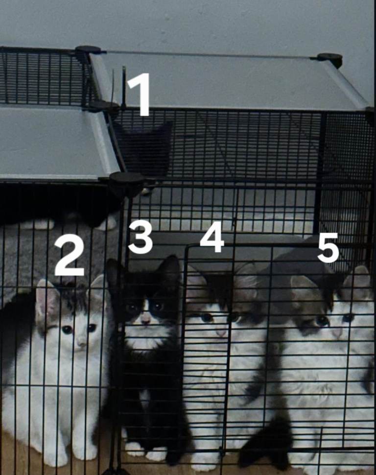 Kittens for sale £50-75