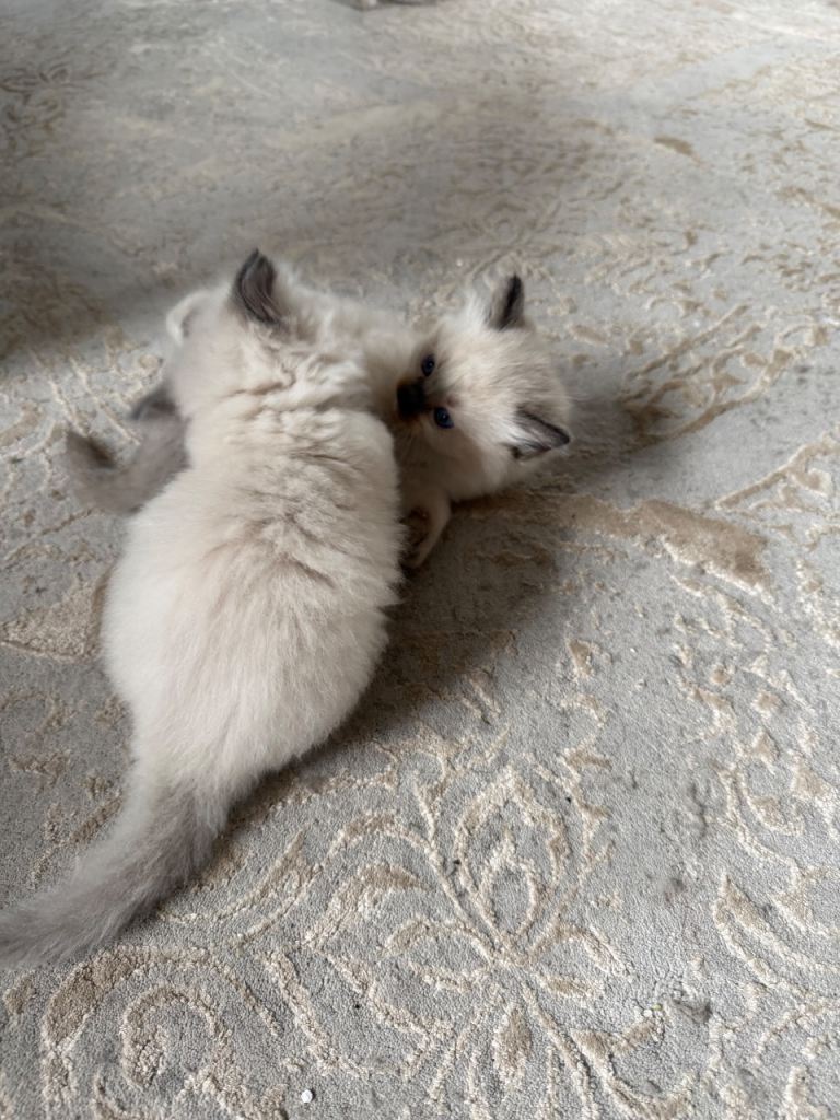 Ragdoll kittens for sale 