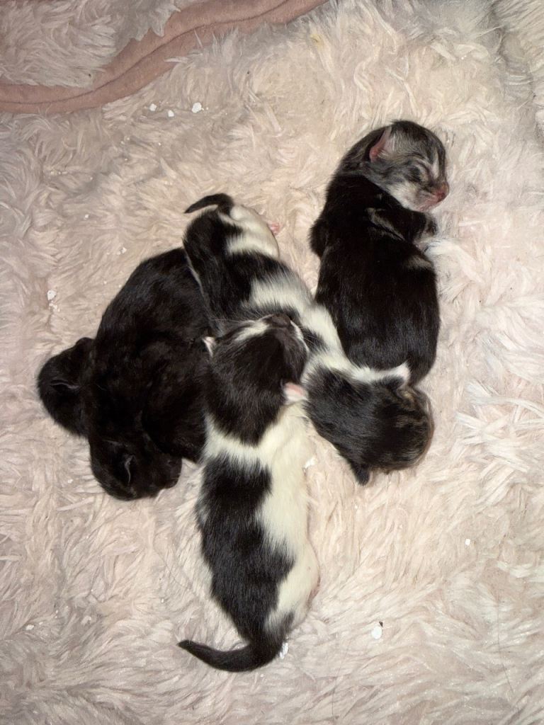 5 kittens ready to go to their new homes in 7 weeks 