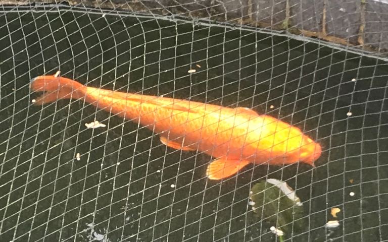 Koi Carp