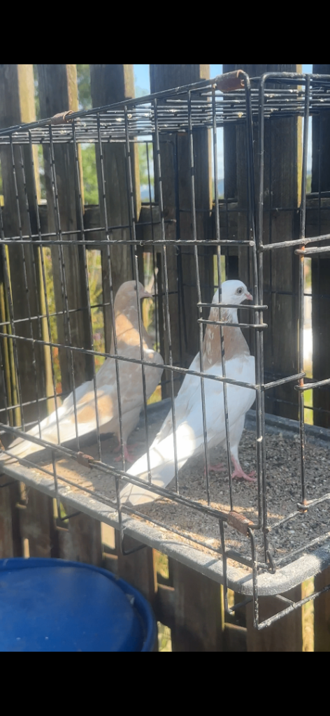 Hi flyerpigeons