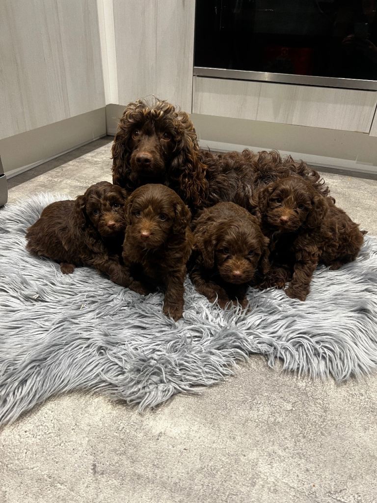 Cockapoo F1 B puppies for sale