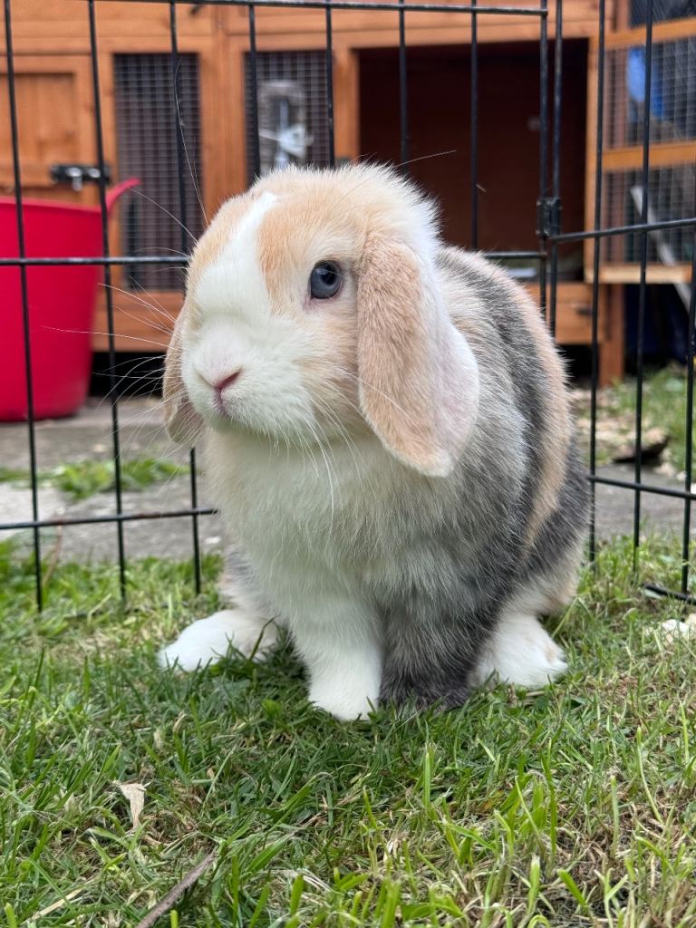 Female Mini Lop