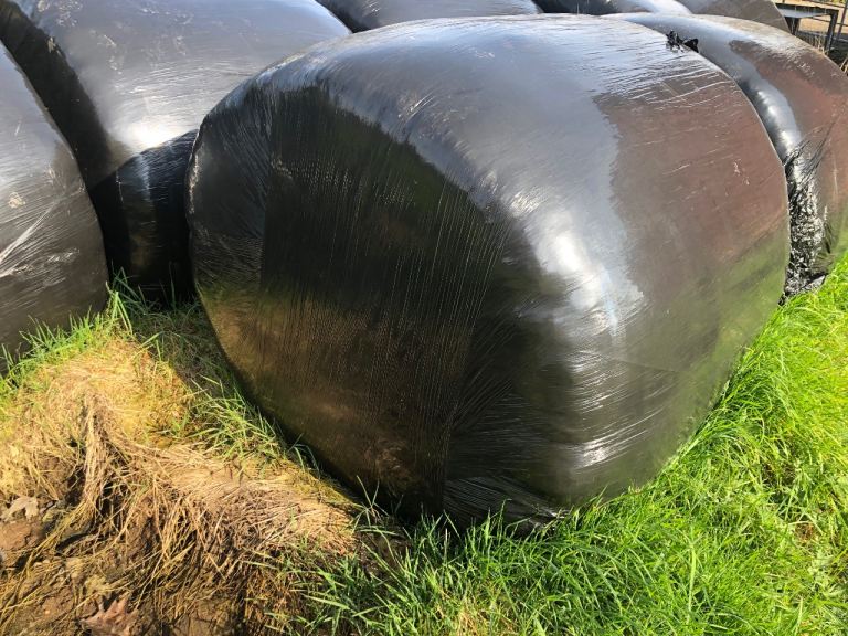 Silage bales 