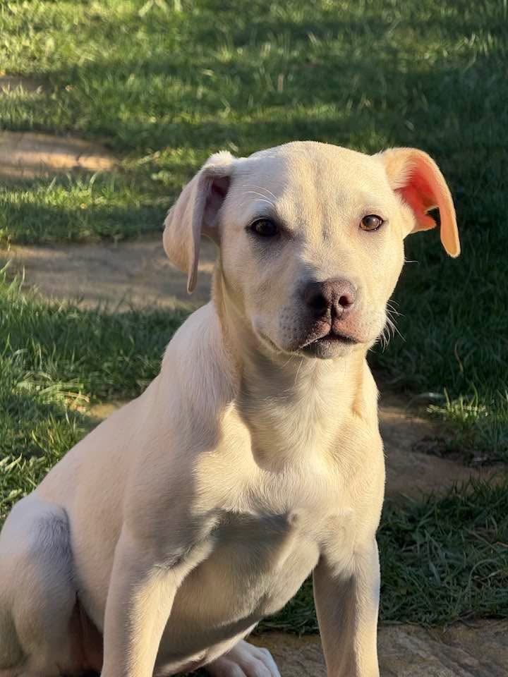 Beautiful American Bulldog x Labrador Female Dog – Loving Family Home Needed