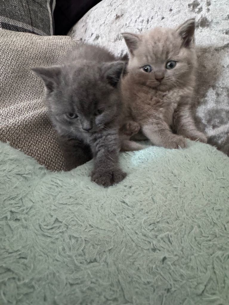 British short hair kittens 