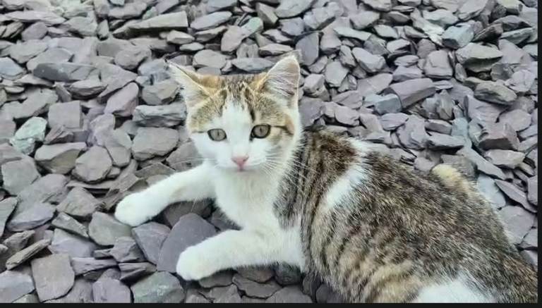 2 female kittens