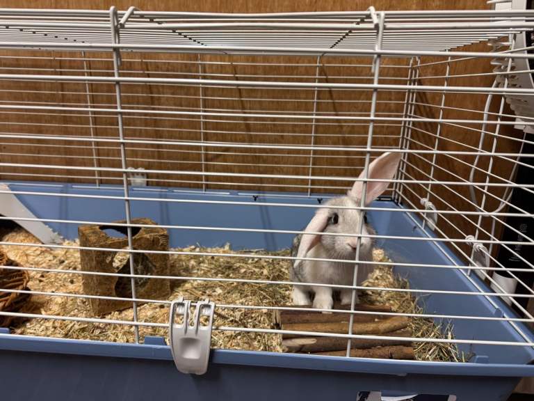 Rabbit & Large Cage Setup – Cage, Accessories & Supplies