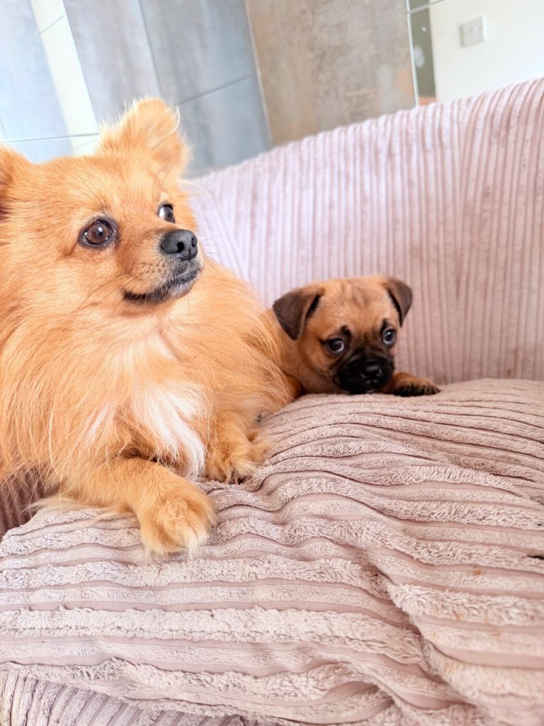 Pug x Pomeranian Puppies!