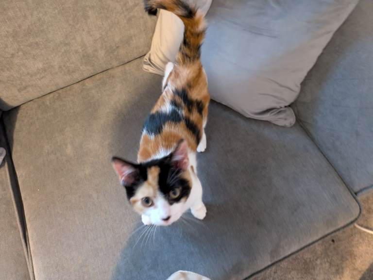 Calico/tortoishell kitten
