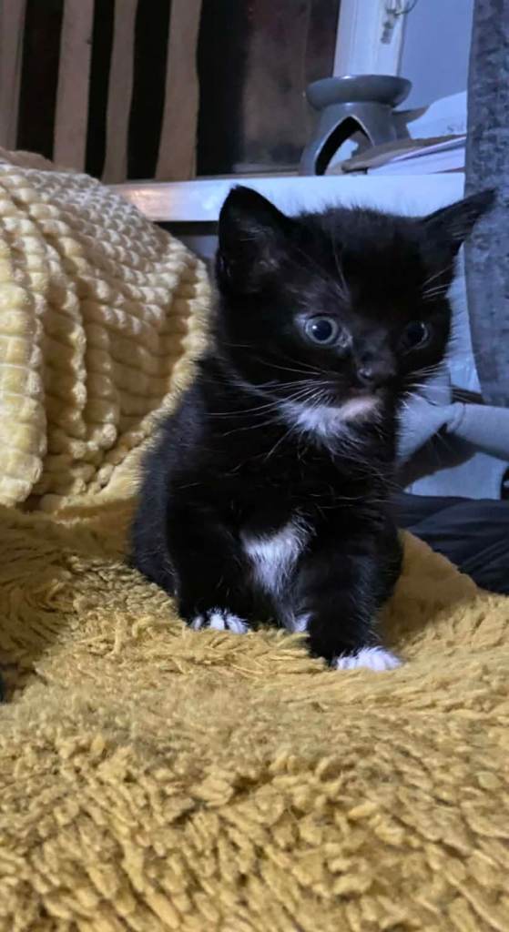Fluffy black and white kittens 