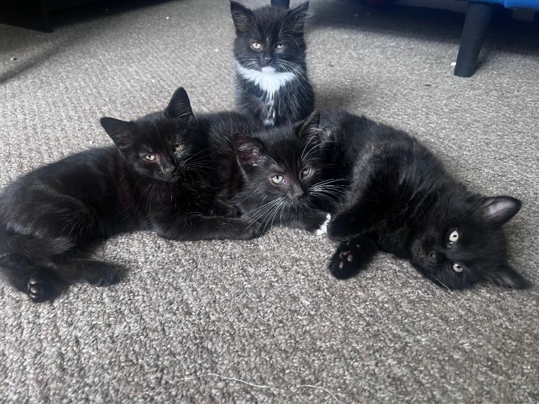 Kittens 