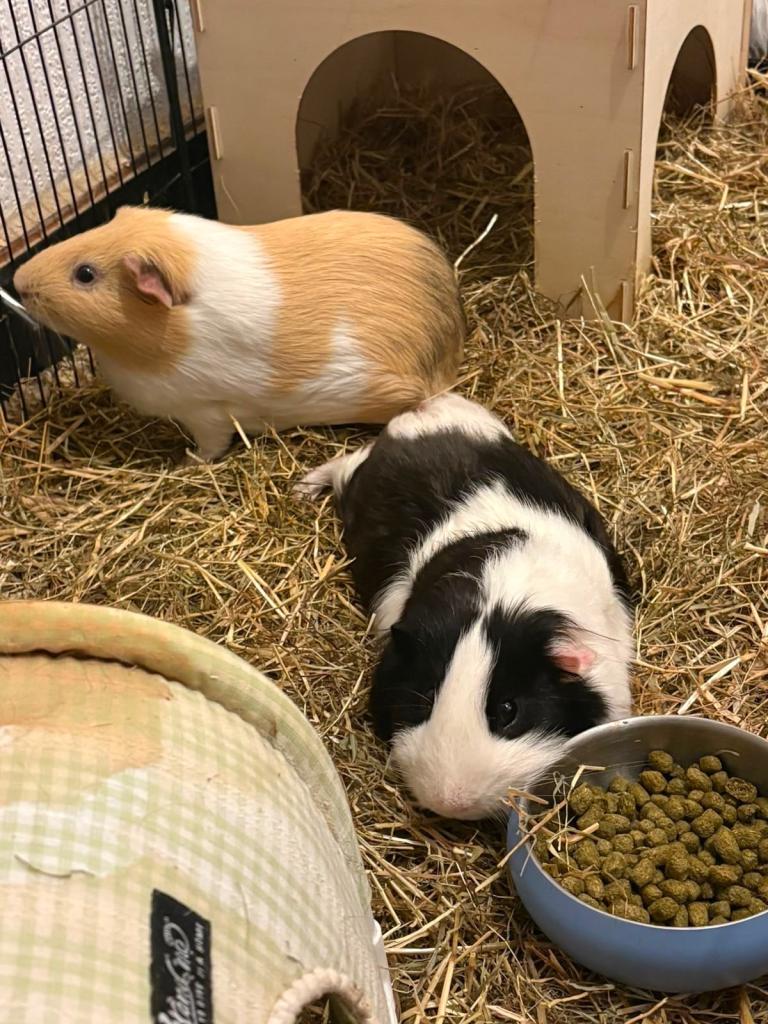 Guinea pigs 