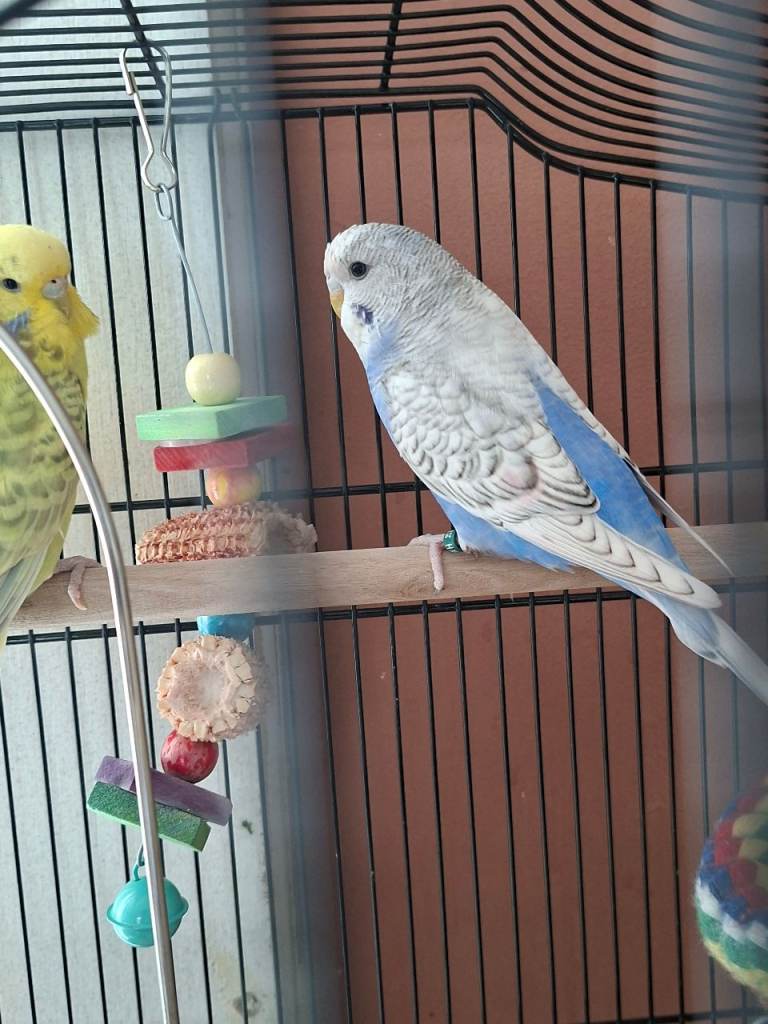 2 x budgies with cage
