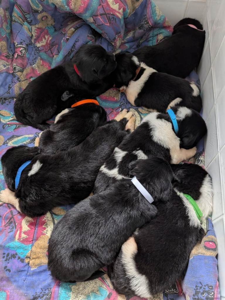 Newfoundland Puppies