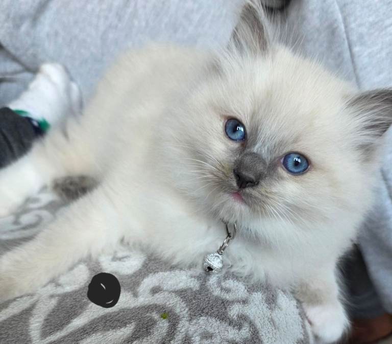 Ragdoll kittens looking for home 