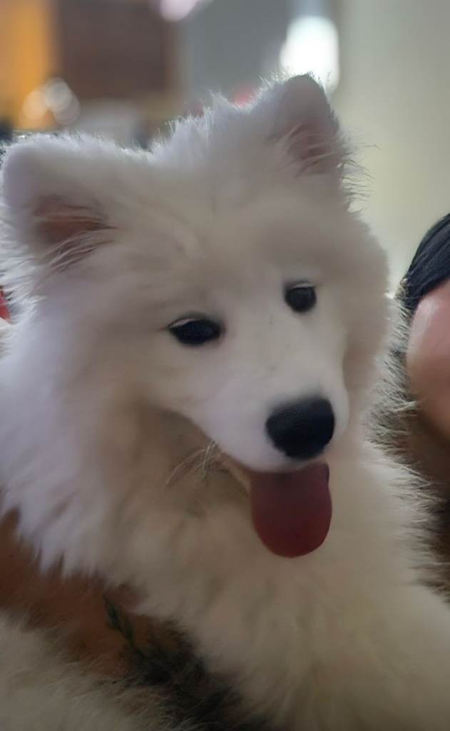 Beautiful KC Registered Samoyed Girl For Sale
