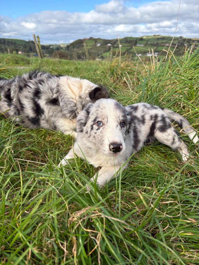 Collie pups 