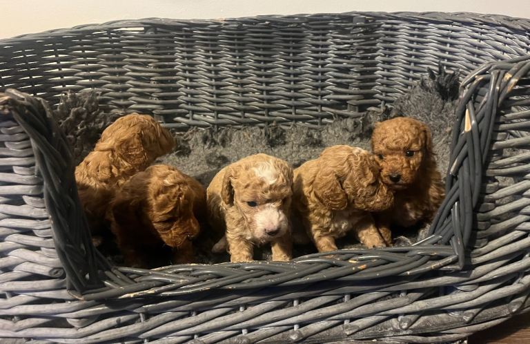 Beautiful miniature poochons puppies