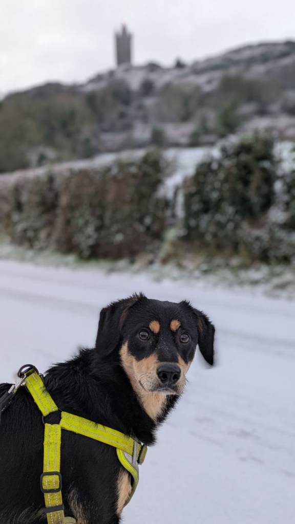 Collie and Labrador mix