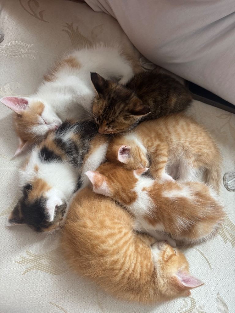 Cute Kittens for sale