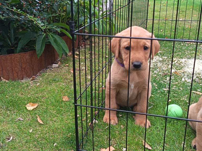 Fox red Labrador puppies 