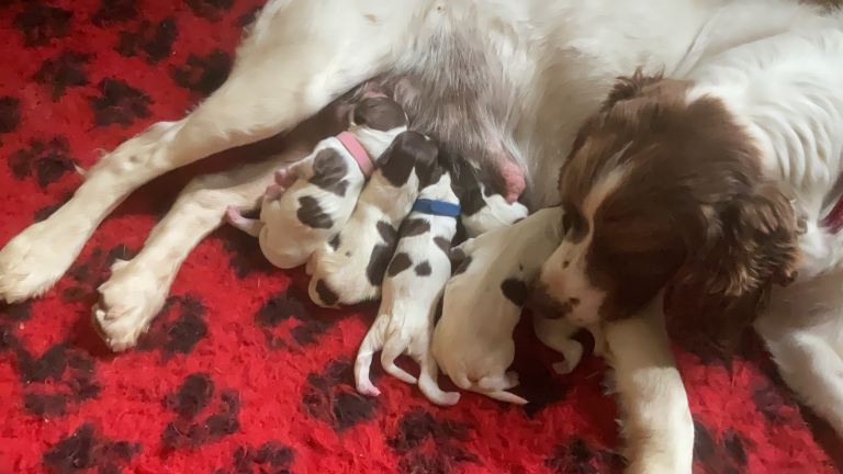 Springer Spaniel Puppies