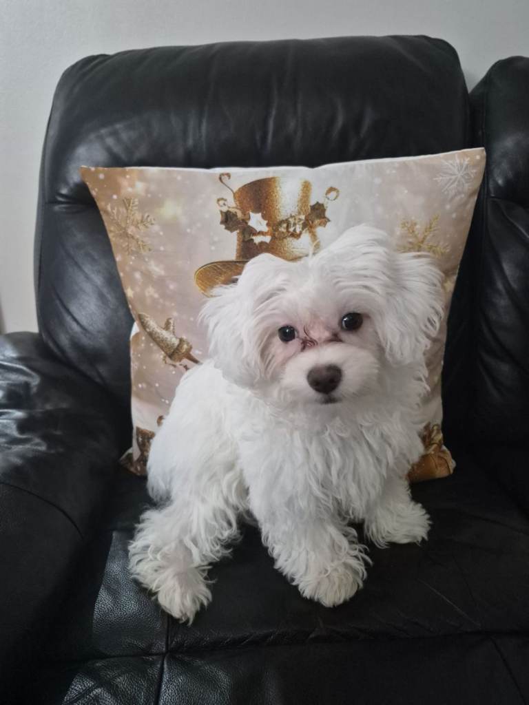 Maltese dog 