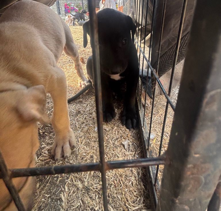 Lurcher puppies 