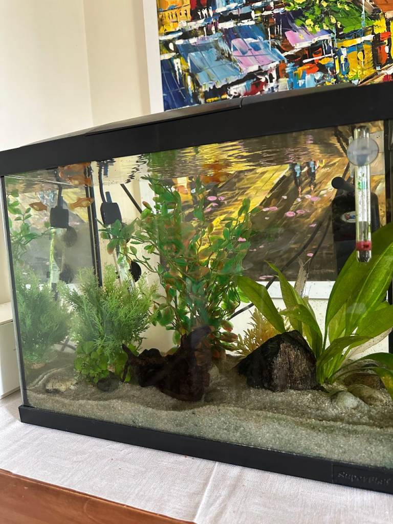 Established tropical fish tank with fishes 