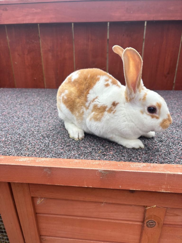 Mini rex boy 