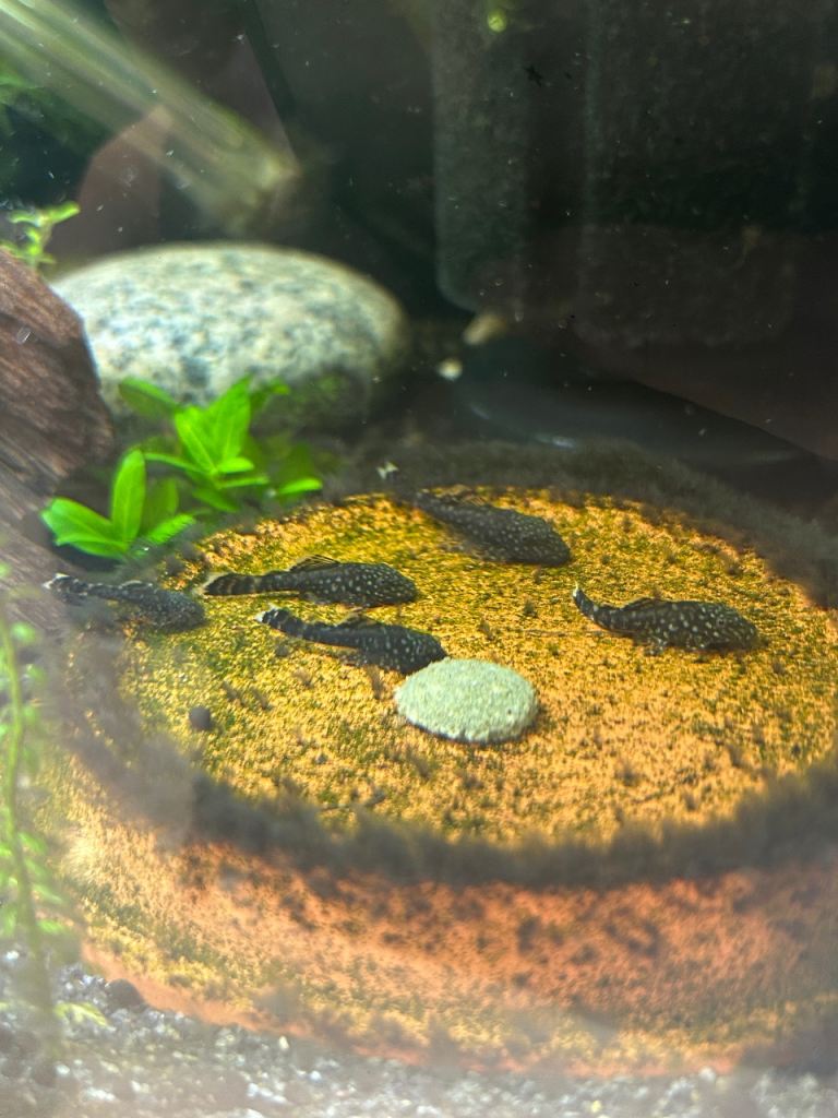 Tropical fish Juvenile brown and albino Bristle nosed pelcos for sale