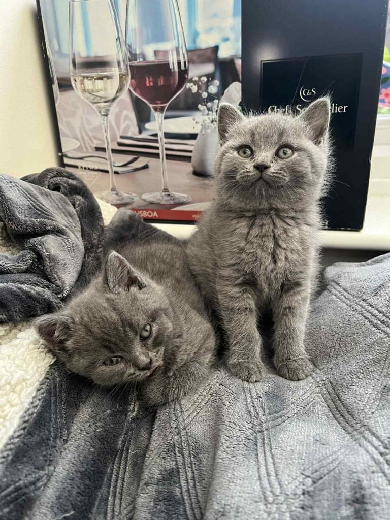 Beautiful British Shorthair kittens. Home raised