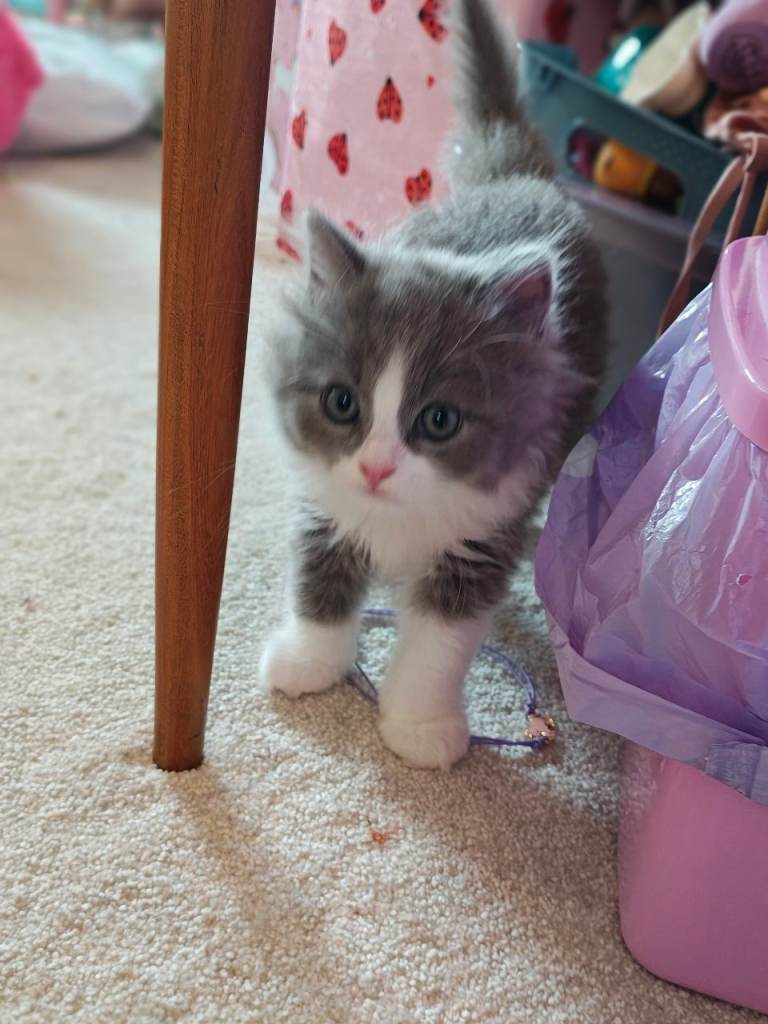 Kittens for sale 