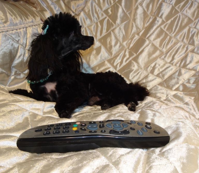 ***XXXXXXXS Ultra Rare Micro Black White Tiny F1 Maltese X Toy Poodle Maltipoo Puppy 5 months old***