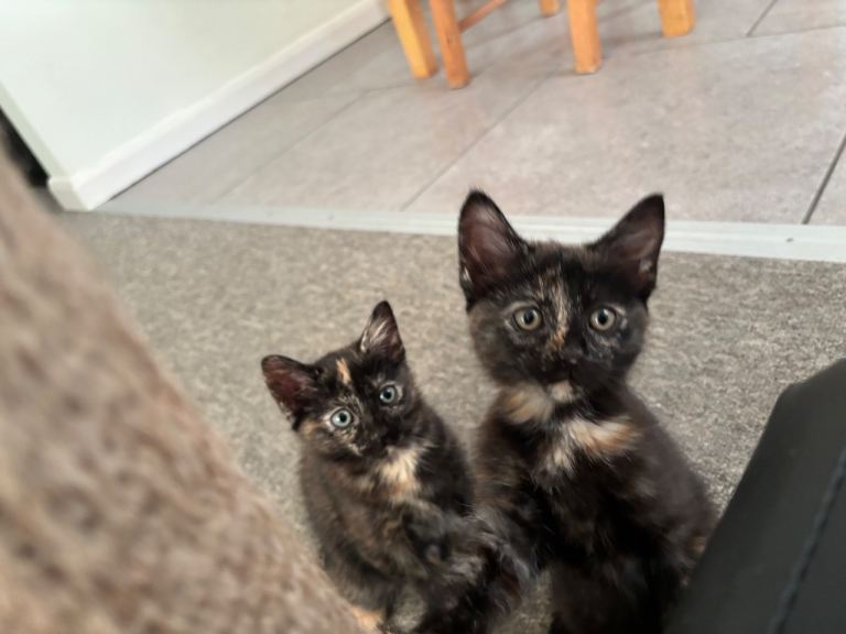 2 kitten girls 