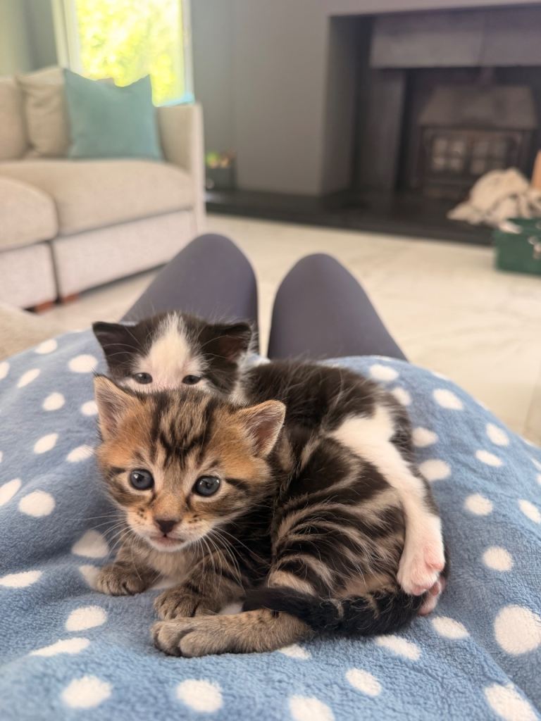 Gorgeous kittens for sale