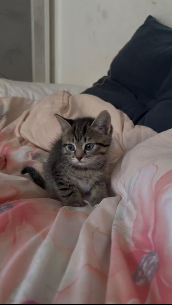 4 Beautiful Kittens
