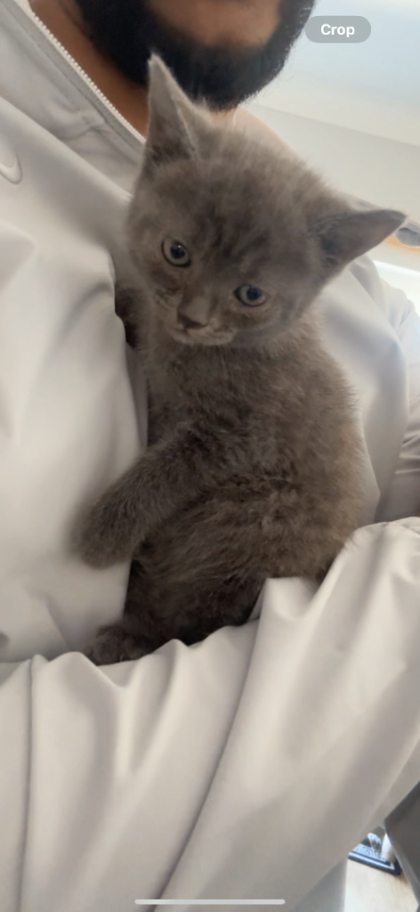 8 week Russian blue mix British shorthair