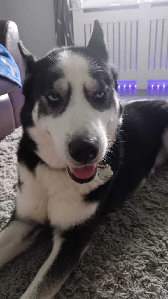 Husky