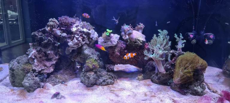 Closing down tank, all inhabitants for sale