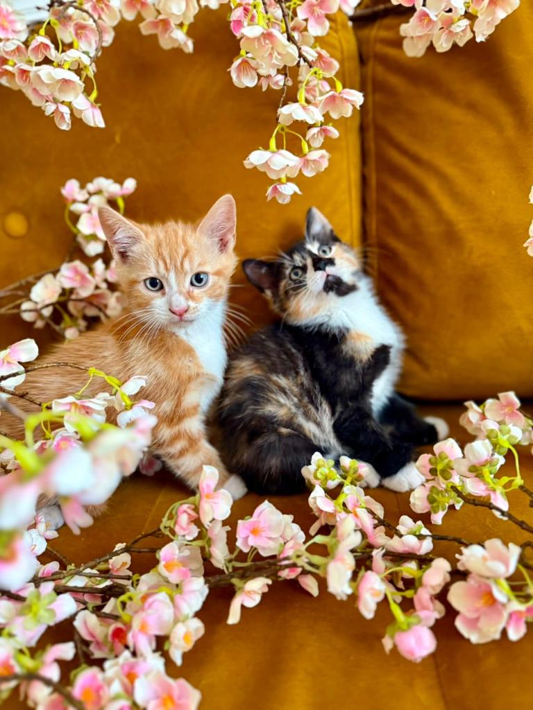 Kittens for sale 