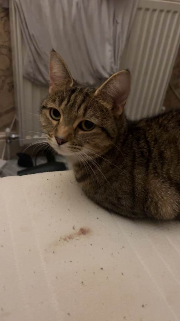 4 year old tabby female 