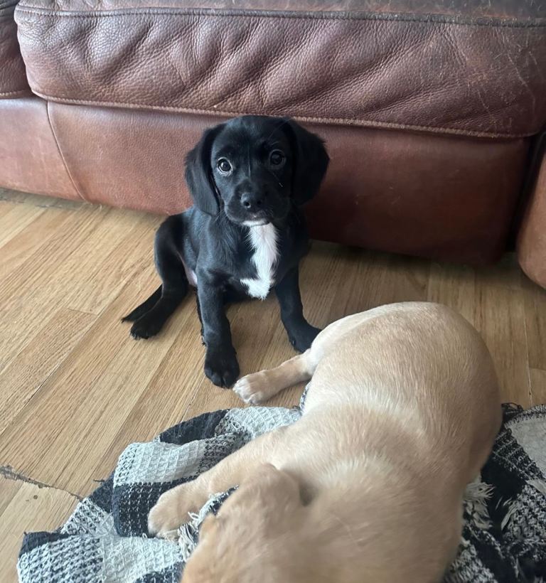 Cavador puppies ready now 