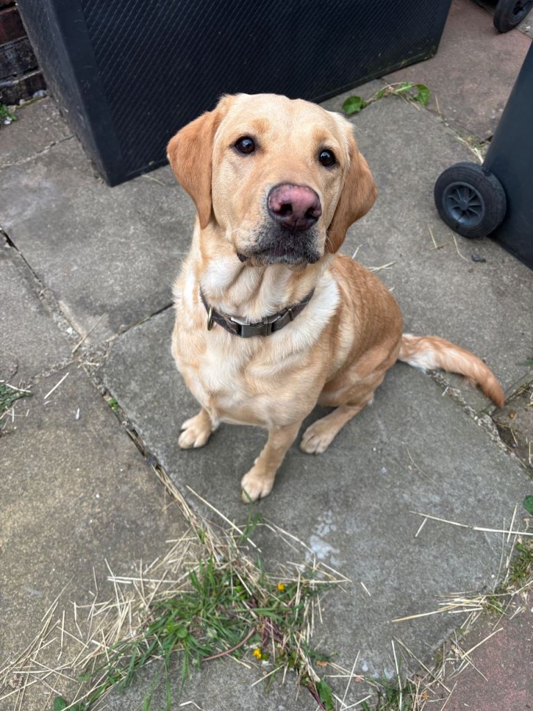 Beautiful Labrador for sale 