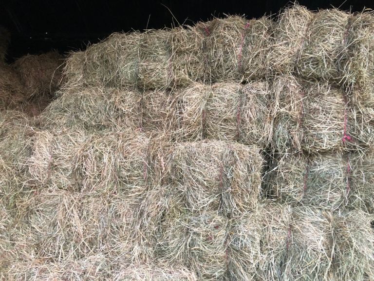 Hay small bales for sale 